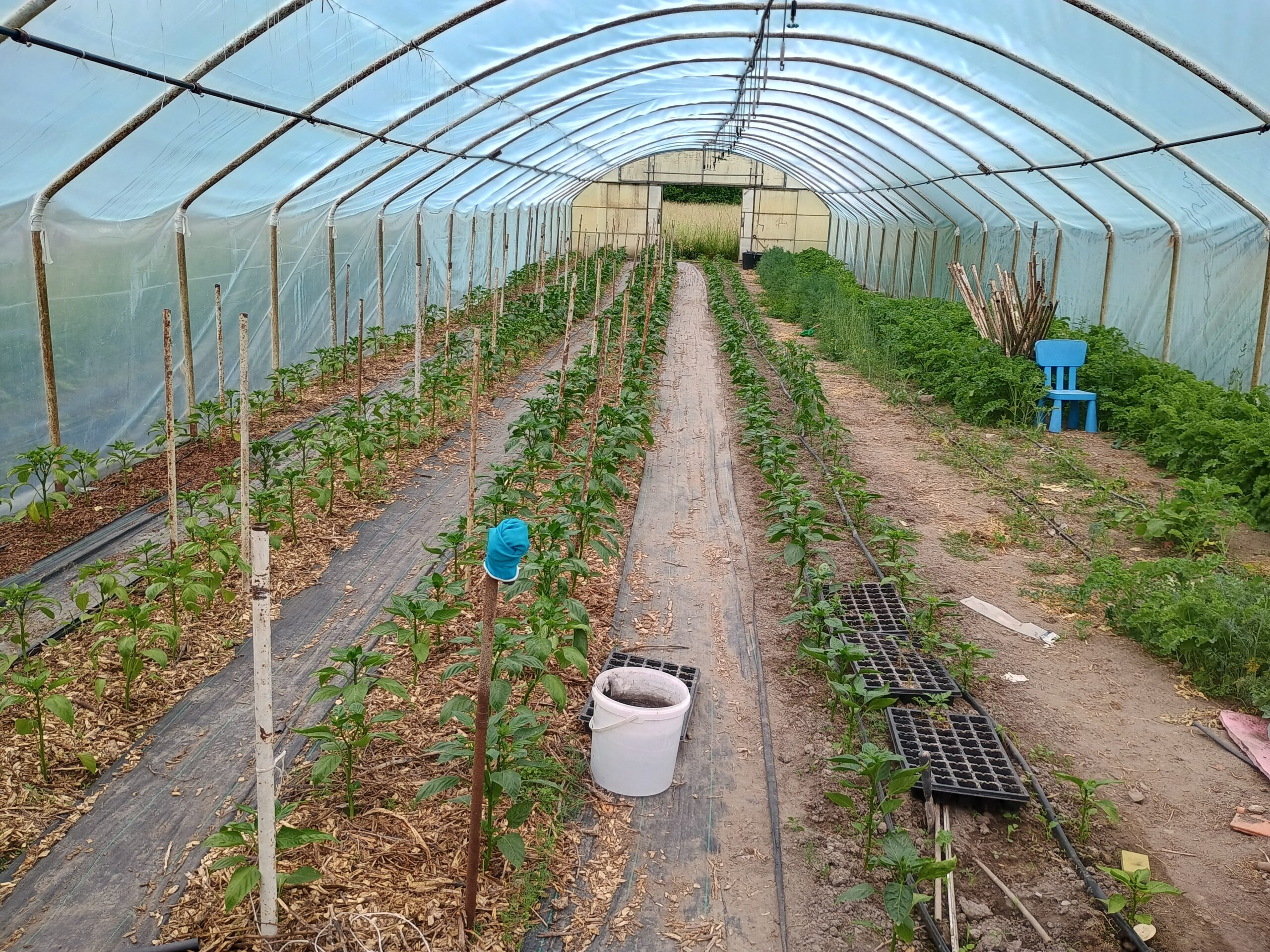 Szklarnia i uprawa warzyw Pangary